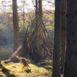Wald