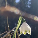 Märzenbecher im Märzenbecherwald