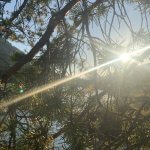 Sonnenlicht im Baum als Symbol für Dankbarkeit und HERZKRAFT