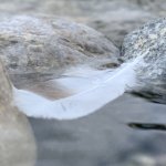 Feder im Wasser als Symbol für feine Körperwahrnehmung von Emotionen