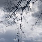 Baumäste vor offenem Himmel als Symbol für Innere Orientierung und Bewusstwerdung